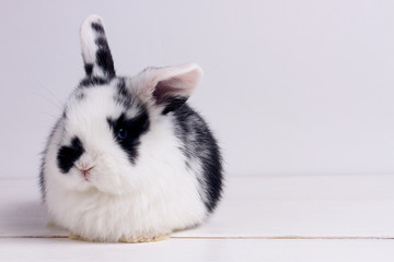 Wall Mural - little rabbit on wooden background