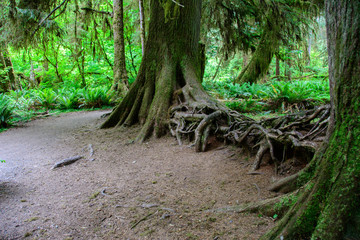 Amazing tree roots in Hoh Rainforest, Olympic National Park Washington