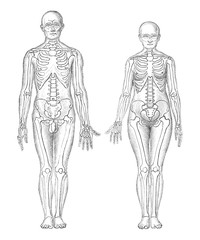 human anatomy - man (left) and woman (right) / vintage illustrations from die frau als hausarztin 19