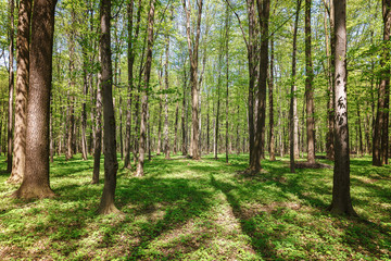 Spring green forest in the a sunlight