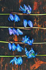 the pattern of flowers Bluebell at retro grunge wooden background, flat lay top view