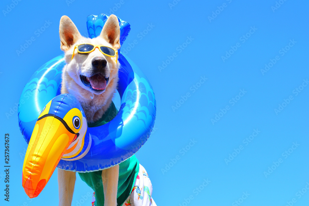 happy dog with sunglasses - obrazy, fototapety, plakaty 