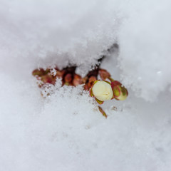 Wall Mural - Sprig of blooming cherry plum covered with suddenly fallen snow close-up, bottom view