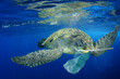 Plastic pollution in ocean environmental problem. Turtles can eat plastic bags mistaking them for jellyfish 
