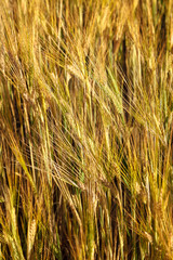 Poster - Ripe ears of wheat field as background