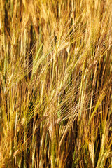 Poster - Ripe ears of wheat field as background