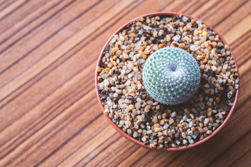 Wall Mural - Top view of Cactus in a pot
