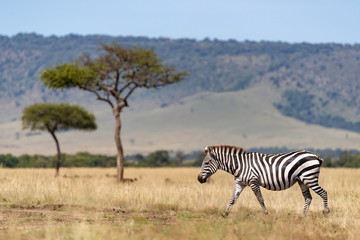 Wall Mural - Zebra, acacia trees and the Oloololo escarpment, Masai Mara