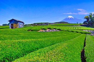 静岡県富士市からの茶畑と富士山