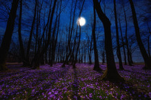 Beautiful Flowering Meadow With A Wild Purple Crocus Or Saffron Flowers In Moonlight Against An Oak Forest Background, Amazing Night Landscape, Early Spring In Europe