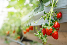 The Hydroponics Strawberry At Greenhouse Hydroponics Farm With High Technology Farming In Close System