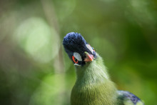 Purple-crested Turaco Close Up In The Forest.
