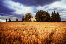 The Picturesque Landscape With A House In The Wheat Field.