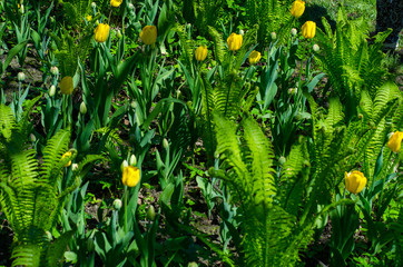 Wall Mural - Flowering tulips in the park