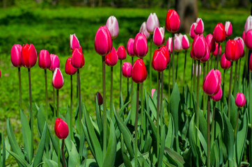 Wall Mural - Flowering tulips in the park