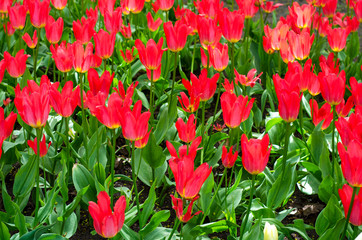 Wall Mural - Glade of colored tulips for cards