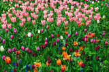 Fototapeta  - Glade of colored tulips for cards