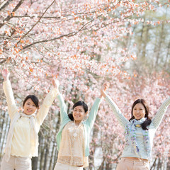 Wall Mural - 桜の前で両手を挙げる3人の女性