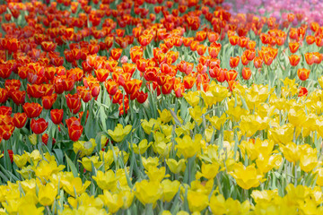 Tulip flower with green leaf background in tulip field at winter or spring day for postcard beauty decoration and agriculture concept design.