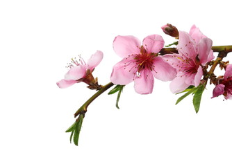 Wall Mural - Blooming peach flowers on twig isolated on white background