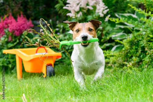 Concept of open and safe for pets garden with dog cleaning weeds with rake Tableau sur Toile