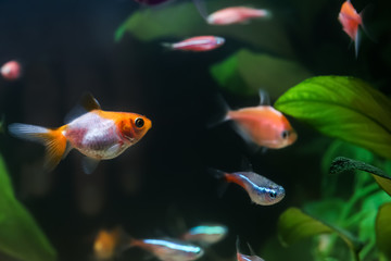 Poster - Freshwater fishes in aquarium