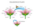 Pollinating plants with insects and self-pollination, flower anatomy education diagram, botanical biology banner. Vector illustration.
