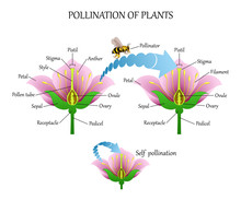Pollinating Plants With Insects And Self-pollination, Flower Anatomy Education Diagram, Botanical Biology Banner. Vector Illustration.