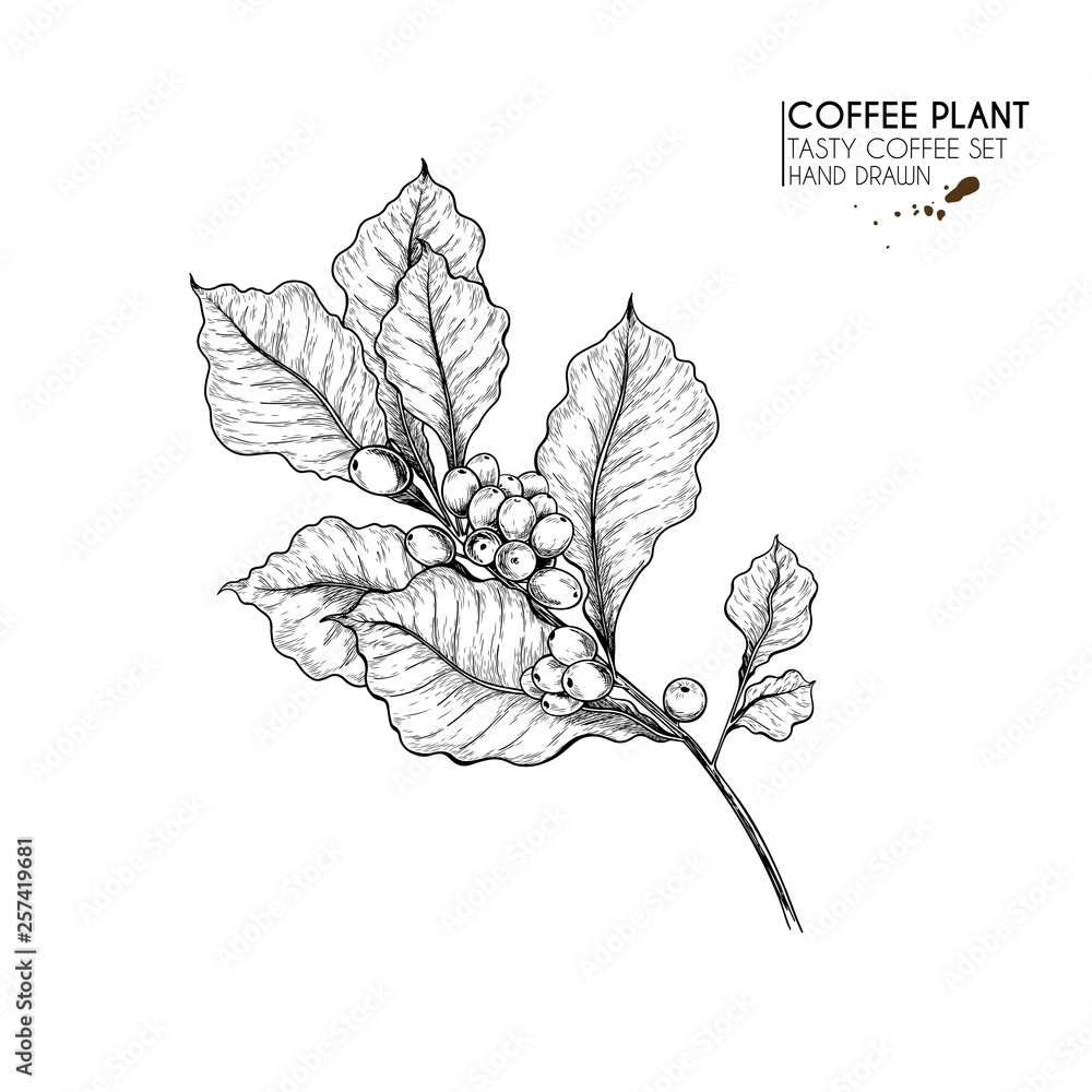 Coffee set. Hand drawn coffee tree branch with berries and leaves ...