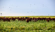 Cows in Countryside, Pampas, Argentina