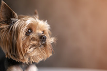 Yorkshire Terrier Dog Close Up