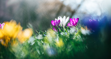 Wall Mural - Springtime. Spring flowers in sunlight, outdoor nature. Wild crocus, postcard.