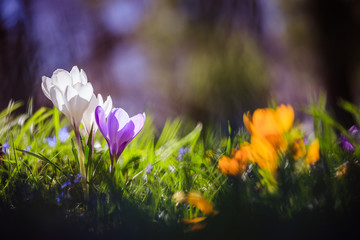 Wall Mural - Springtime. Spring flowers in sunlight, outdoor nature. Wild crocus, postcard.