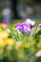 Wall Mural - Springtime. Spring flowers in sunlight, outdoor nature. Wild crocus, postcard.