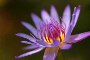 Sticker - Pink and white lotus flower and green leaves