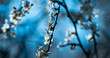 Weisse Blumen - Zarte Blüten des Weißdorn (Crataegus)