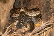 © meyblume - Madagascar ground boa leaving hiding-place