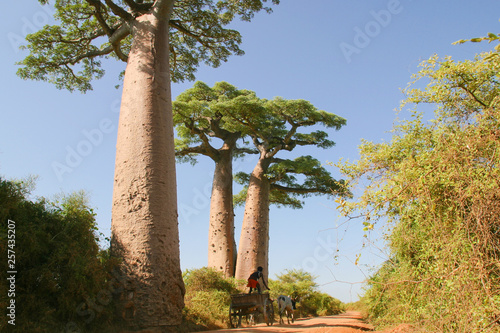 Fotomural Grandidier’s baobabs in wilderness of Madagascar