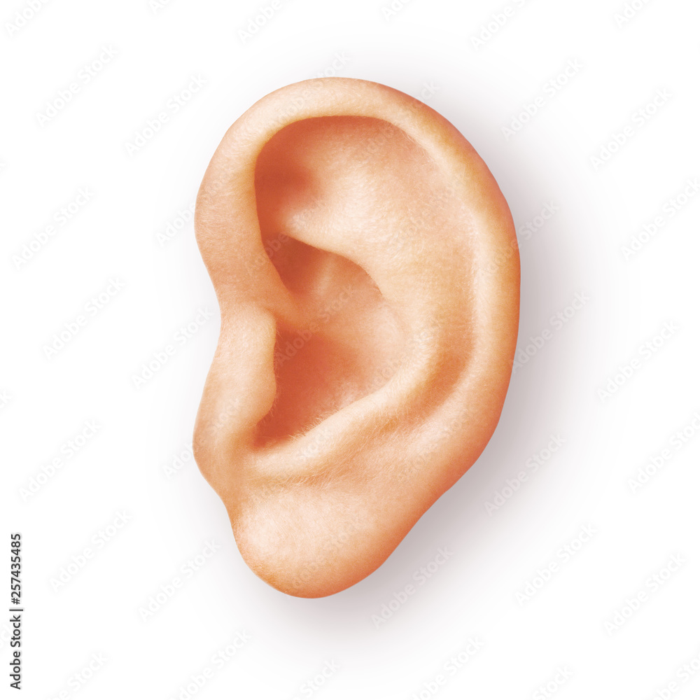 human ear isolated on white - obrazy, fototapety, plakaty 