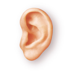 human ear isolated on white