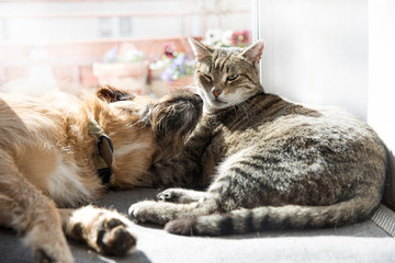 cat and dog sleeping together