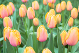 Fototapeta Tulipany - Tulips flowers.  Spring floral background.