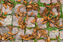 Fallen Leaves On Granite Cobblestone Pavement. Red Brown Natural Stone Chopped Cobbles Background.