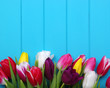 © Alekss - tulips on blue wood