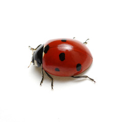 ladybug isolated on white