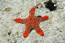 Top View Of Pretty Red Knobbed Star Fish / Horned Sea Star And Sea Urchins In The Indian Ocean In Zanzibar, Tanzania On A Sunny Summer Day / South Africa Nature 