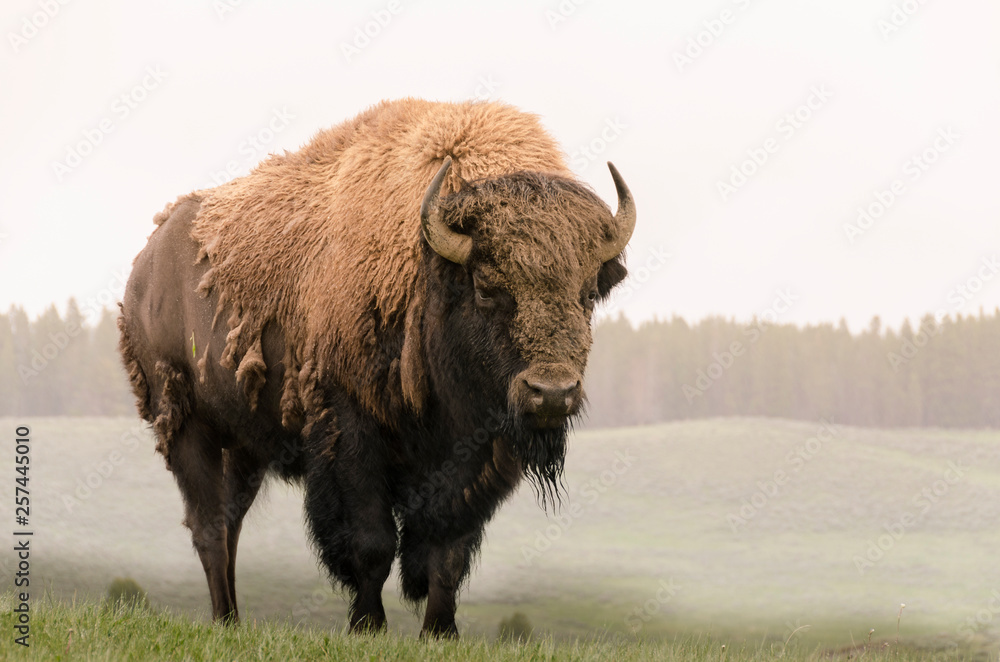 bison in Yellowstone Nationale Park in Wyoming - obrazy, fototapety, plakaty 