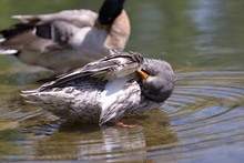 Wild Duck Cleaning Feathers