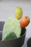 Fototapeta Morze - Cactus