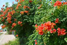 Trumpet Vine Flowers On Fence. Campsis Radicans (trumpet Vine Or Trumpet Creeper, Also Known In North America As Cow Itch Vine Or Hummingbird Vine)